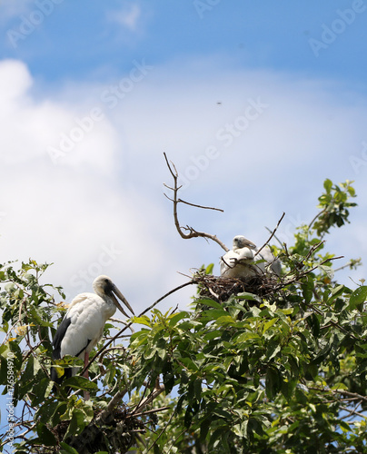 The open billed stork bird perch in the nest at the top of the tree on blue sky and white cloud background. black and white color of Asian openbill bird on the green tree. photo