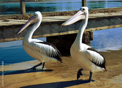 Pelicans at a Wharf