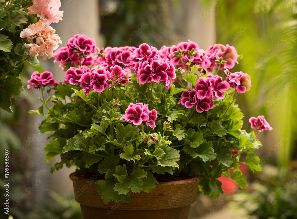 Obraz premium pelargonium