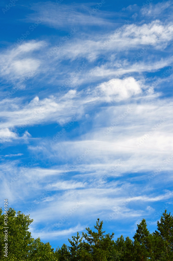 White clouds over the forest. Sky background, vertical view White clouds over the forest. Sky background, vertical view