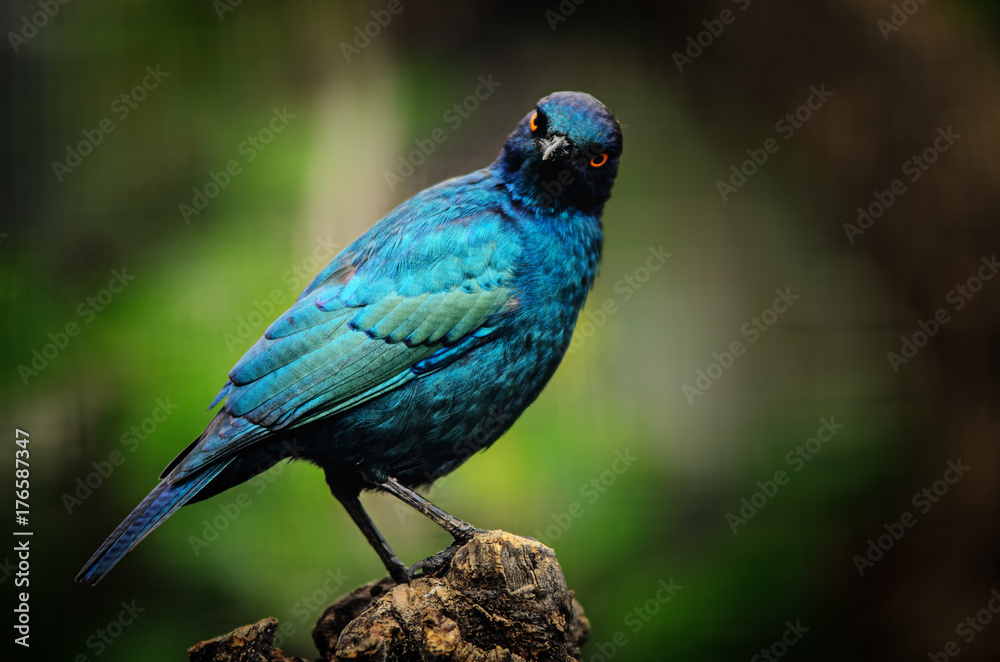 Fototapeta premium Curious Cape Starling