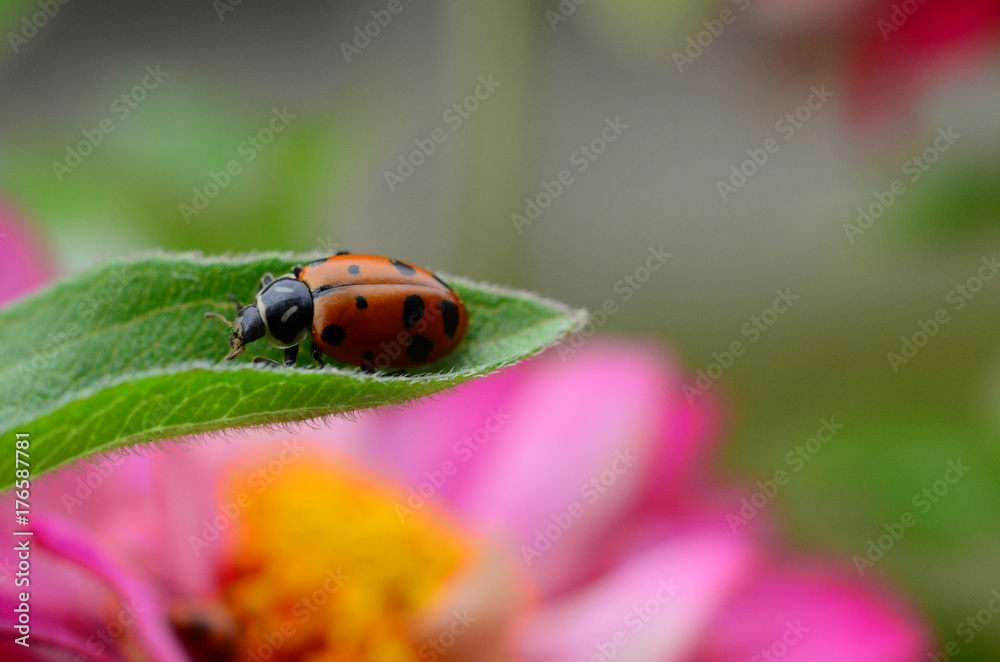 Fototapeta premium Ladybug on Flower