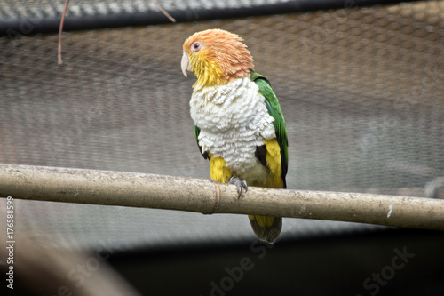 white bellied caique photo