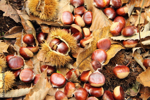 Fotografía Maronen auf dem Waldboden