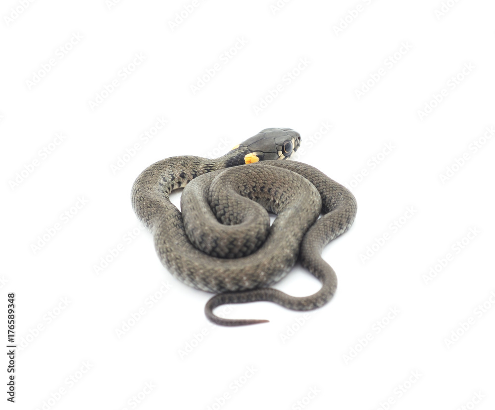 Fototapeta premium Small reptile.