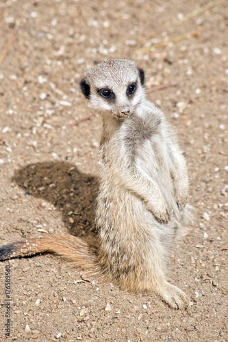 young meerkat