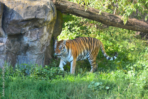 Fototapeta Naklejka Na Ścianę i Meble -  The Amur tiger