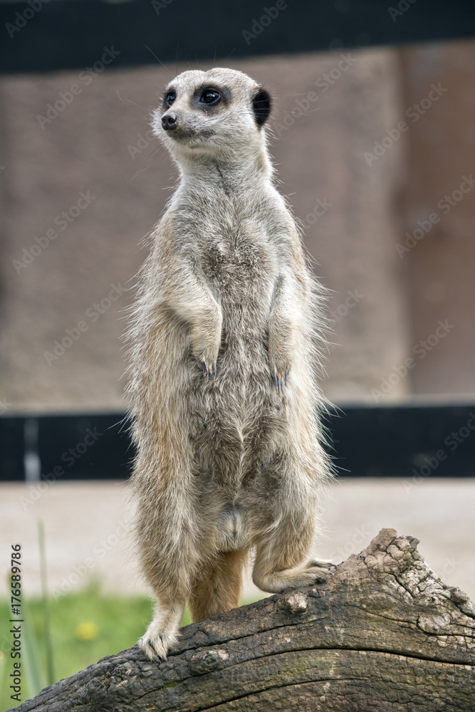 Fototapeta premium meerkat