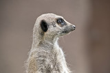 young meerkat