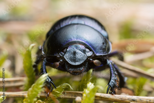 Macro photo of a dor beetle, Geotrupes stercorosus  © Henrik Larsson