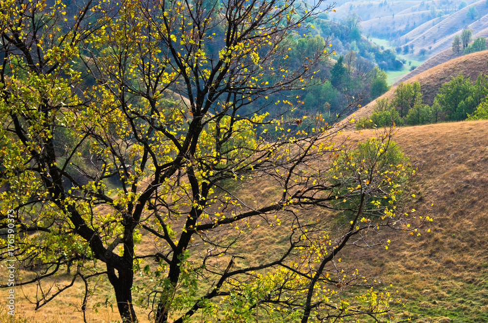 Tree in front of hills covered with dry yellow grass at sunny autumn afternoon, north Serbia Tree in front of hills covered with dry yellow grass at sunny autumn afternoon, north Serbia