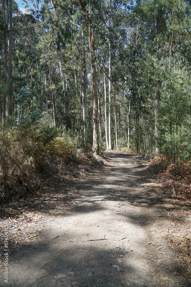 Fototapeta premium Szlak pielgrzyma, Camino de Santiago, Portugalia
