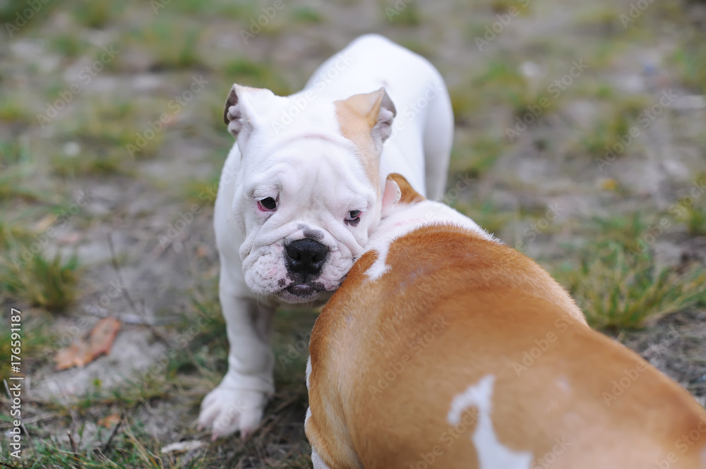 Two beautiful young puppies of bulldog moves on the sand.