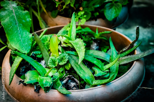 plants