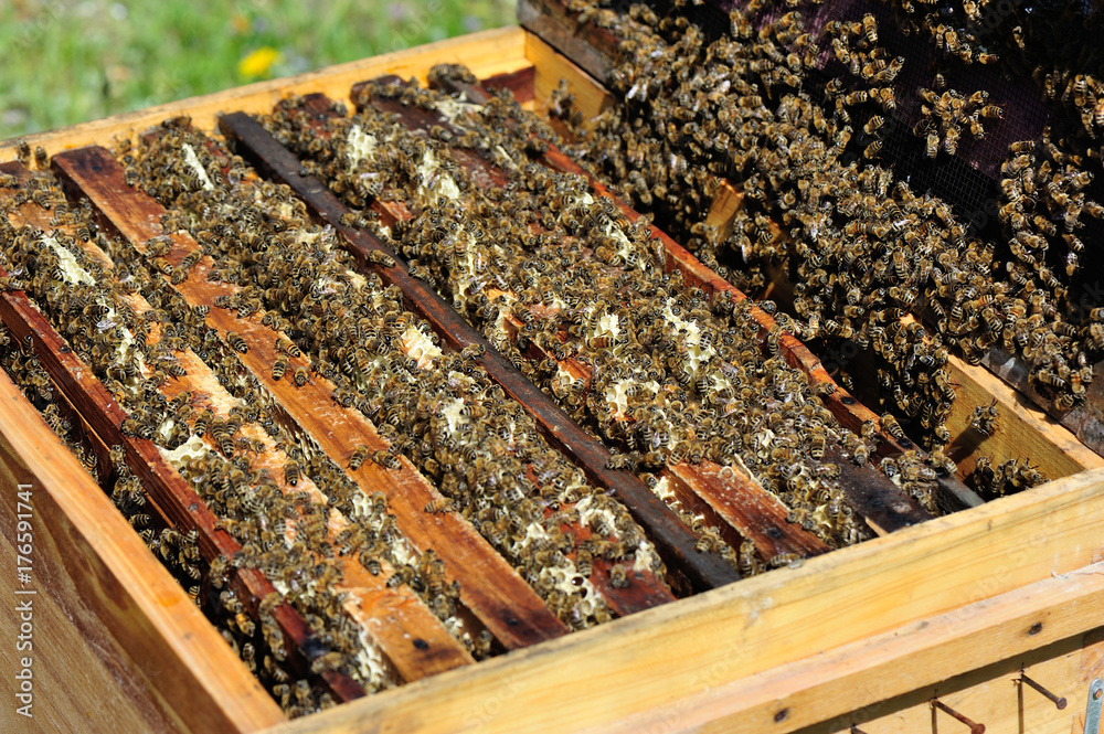 closeup of many busy bees in the beekeeping hives closeup of many busy bees in the beekeeping hives