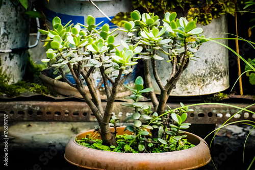 plants