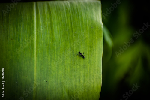 plants