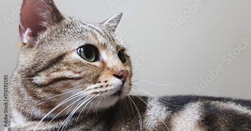 Cute shorthair cat