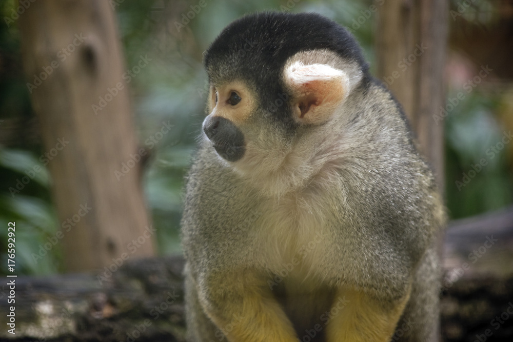 Obraz premium black-capped squirrel monkey