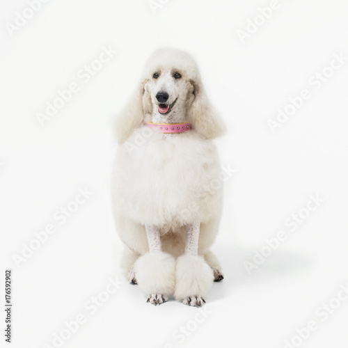 White poodle dog well grooming sitting on white background.
