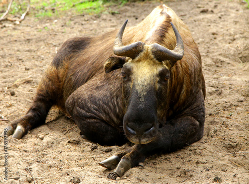 Mishmi Takin Budorcas taxicolor wild animal photo