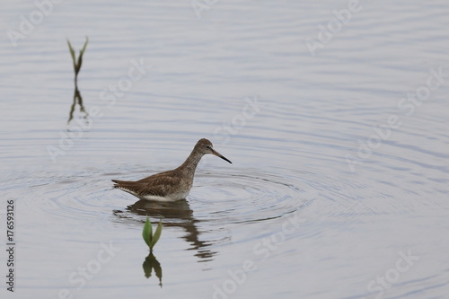 A Marsh Sandpiper, taken at Sungei Buloh wetland nature reserve in Singapore photo