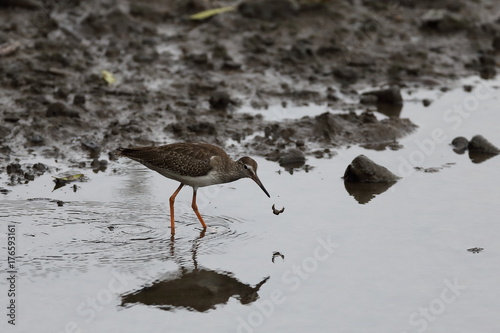 A Marsh Sandpiper, taken at Sungei Buloh wetland nature reserve in Singapore photo