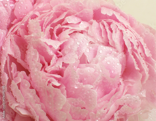 The blossoming peony flower is gently pink with raindrops on the petals, close up, macro