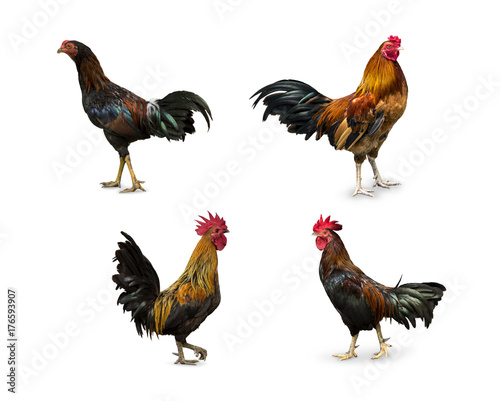 Set Backyard Chicken cock rooster isolated on white background.