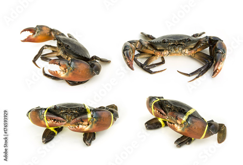 Set Live Mud Crab Scylla serrata male large claws was tied with straw rope from market. Raw material main ingredients in the cooking. isolated on white background.