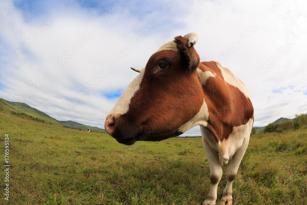curious cow looking at the camera on the grassland