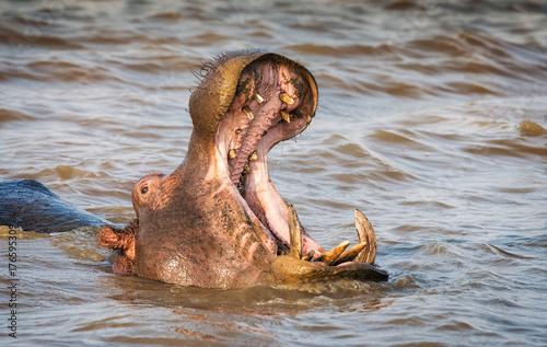 Single adult hippo yawning defensively. St. Lucia, South Africa