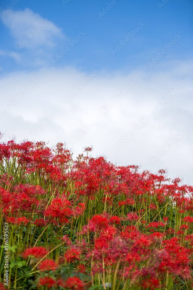 彼岸花 彼岸花