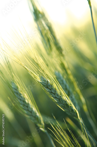 Triticum durum