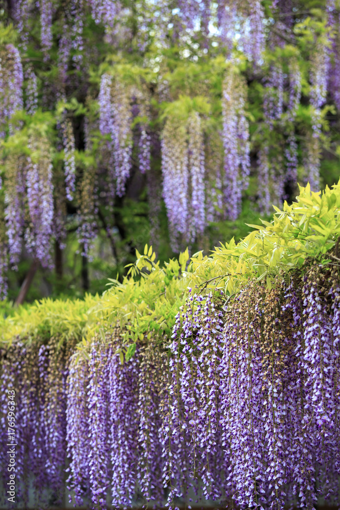 Obraz premium 藤の花