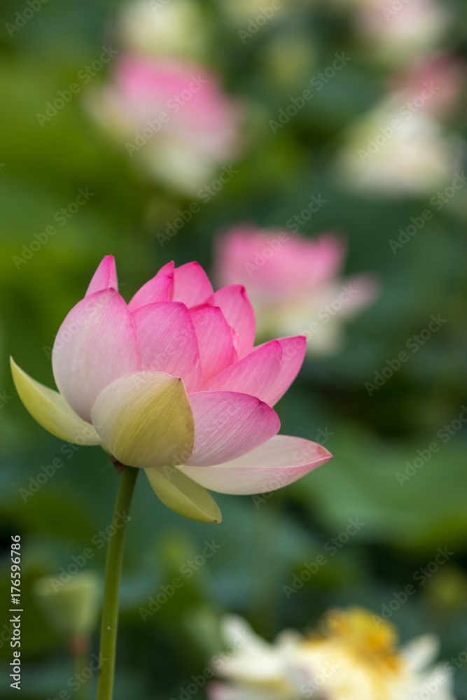 蓮の花 蓮の花