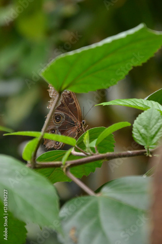 Parthenos sylvia virens photo