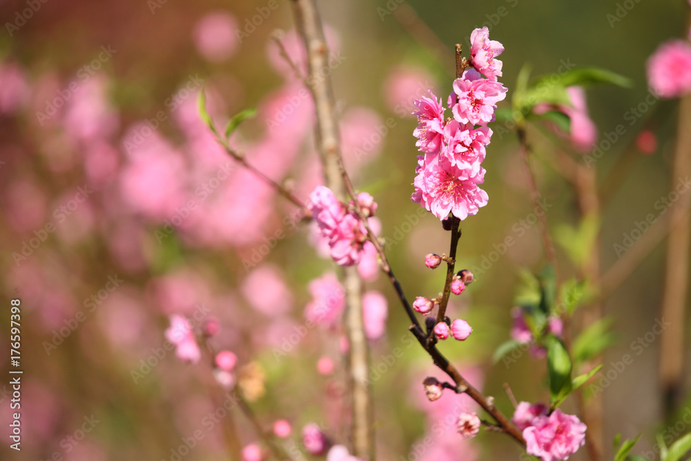 Cherry Blossom or Sakura flower on nature background. Cherry Blossom or Sakura flower on nature background.