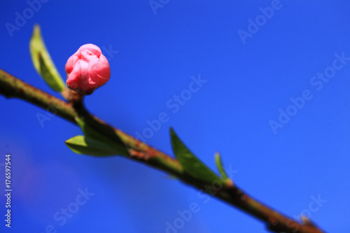 Cherry Blossom or Sakura flower on nature background.