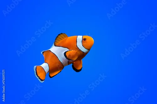 Tapety Amphiprioninae clown fish on deep blue sea color background