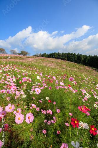 Wallpaper Mural コスモス畑 Torontodigital.ca