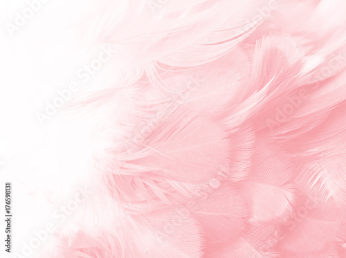 Fototapeta Coral Pink vintage color trends feather texture background 