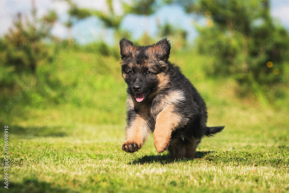 German shepherd puppy playing outdoors German shepherd puppy playing outdoors