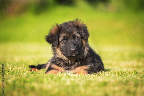 German shepherd puppy lying on the lawn © Rita Kochmarjova