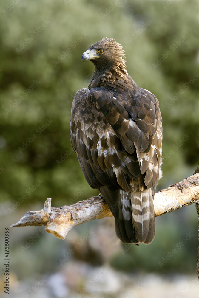 Adult male of Aquila chrysaetos, Golden eagle Adult male of Aquila chrysaetos, Golden eagle
