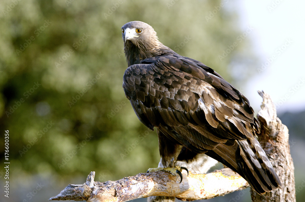 Adult male of Aquila chrysaetos, Golden eagle Adult male of Aquila chrysaetos, Golden eagle