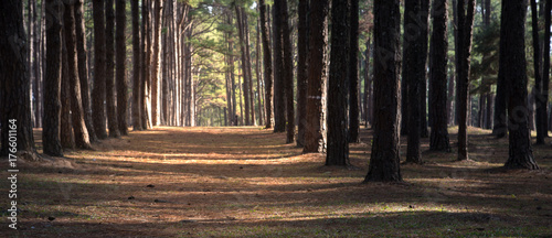 Walk way tunnel in pine tree forest garden under sun light ray shine through the path. photo