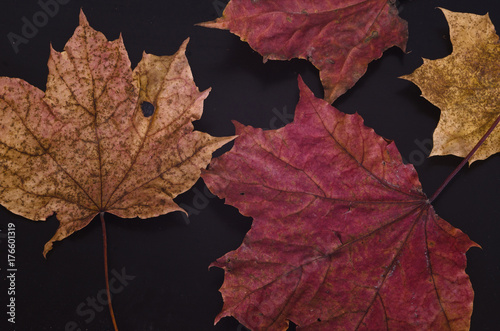 Autumn maple leaves lay on black matte surface