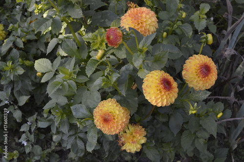 Fototapeta Naklejka Na Ścianę i Meble -  Dahlia hybrida Junona - beautiful ornamental plant with large orange flowers