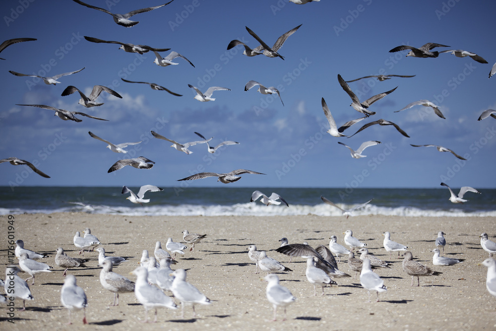 Seagulls at Empty Beach in Normandy in Autumn